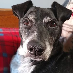 Meet your Posher, Ted